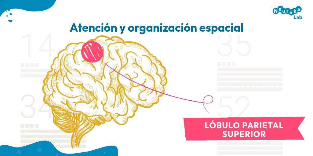 En la atención y la organización espacial interviene el lóbulo parietal superior, destacado sobre un dibujo del cerebro