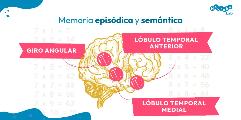 En la memoria episódica y semántica intervienen el giro angular, el lóbulo temporal anterior y el lóbulo temporal medial