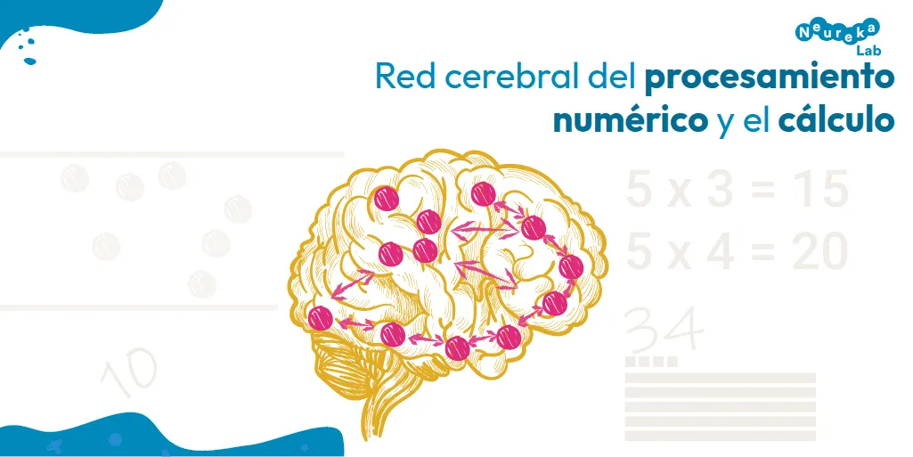 Dibujo de un cerebro con nodos interconectados que representan la red del procesamiento numérico y el cálculo