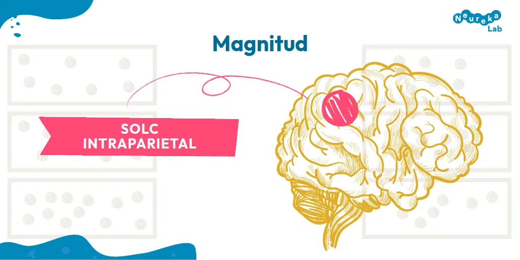 En la ‘magnitud’ intervé el solc intraparietal.