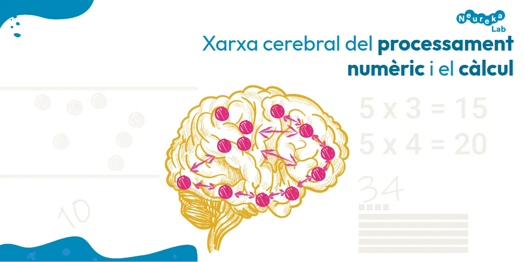 Xarxa cerebral del processament numèric i el càlcul.
